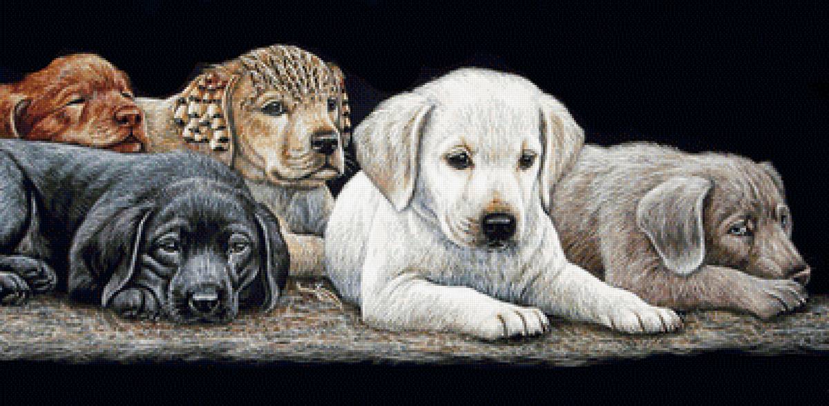 Щенки. - живопись, животные, щенки, собаки - предпросмотр