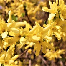 Схема вышивки «№2051226»