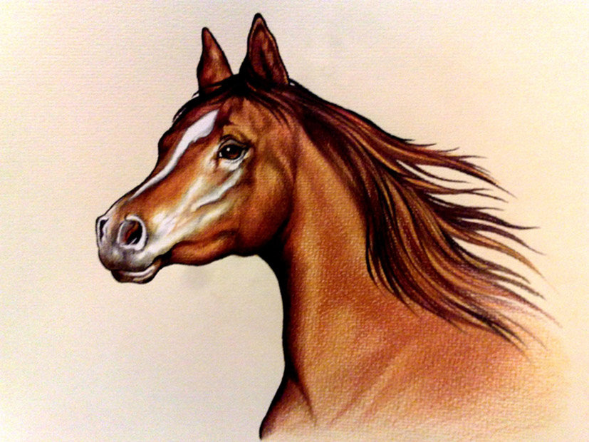 Портрет лошади - конь, лошади - оригинал