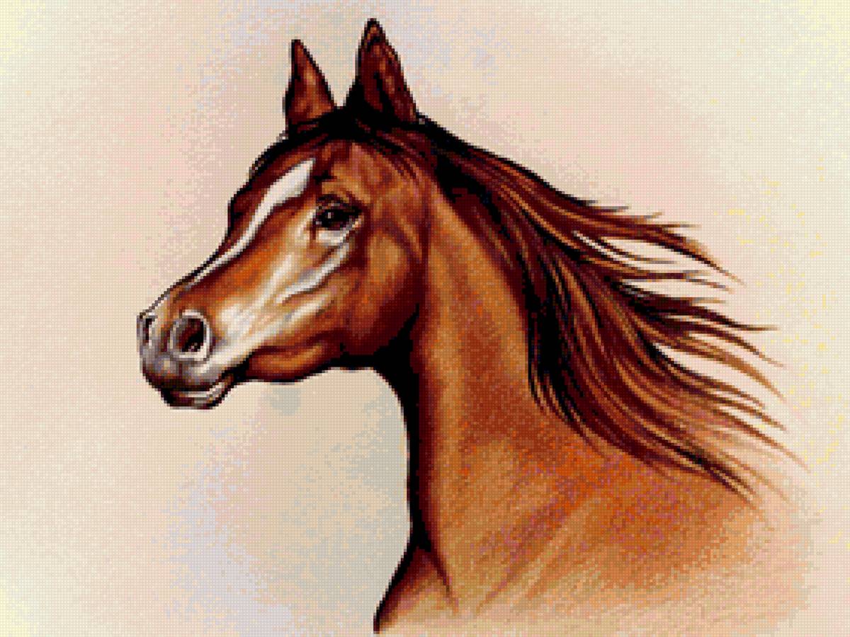 Портрет лошади - конь, лошади - предпросмотр