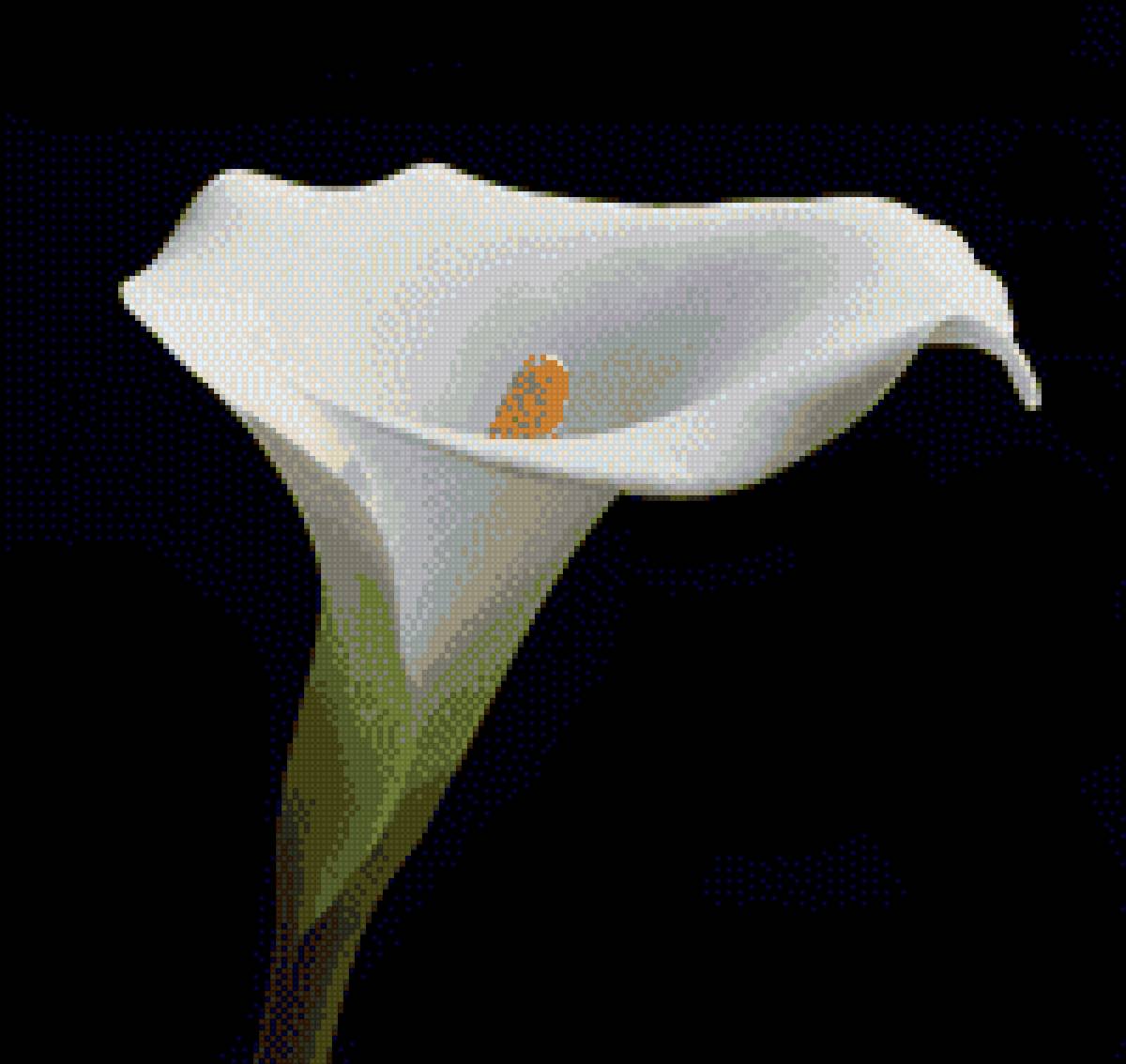 Каллы - предпросмотр