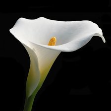 Схема вышивки «Каллы»