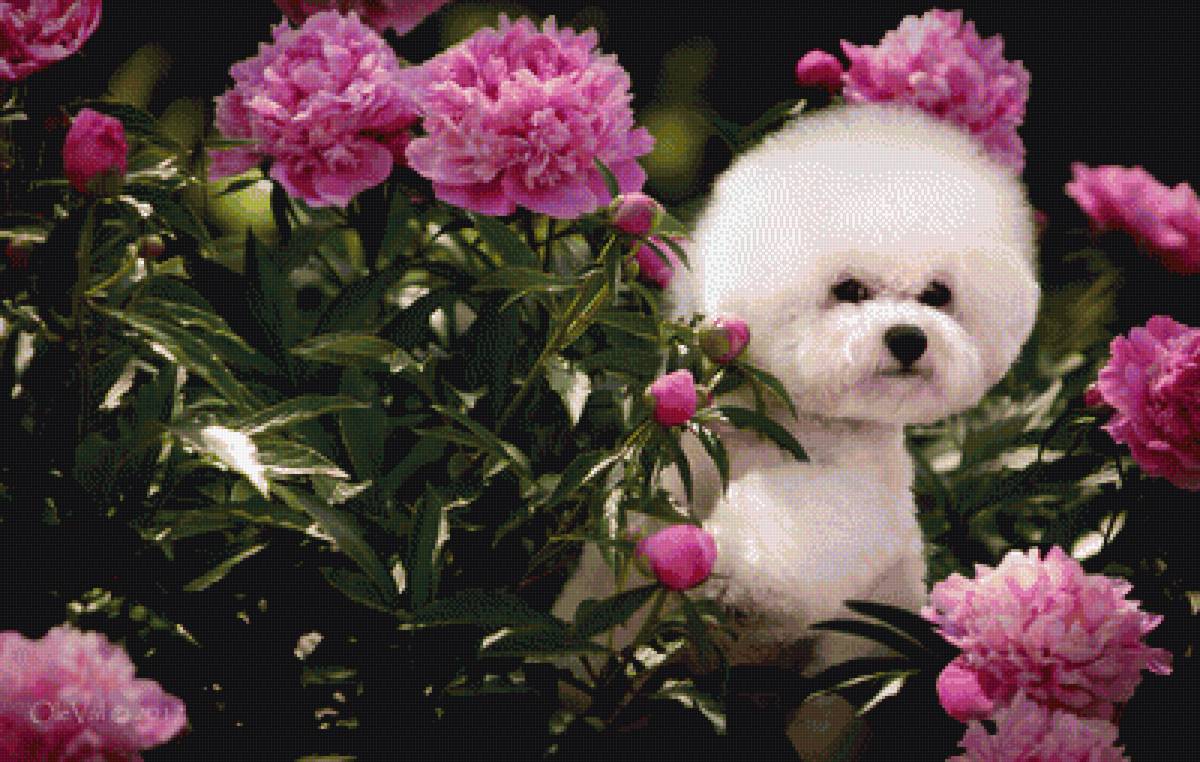 Бишон фризе - предпросмотр