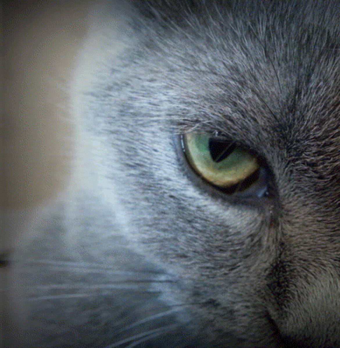 Кекса - британец, кошка - предпросмотр