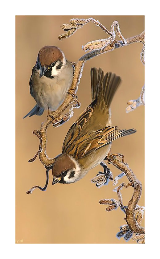 Воробьи. - живопись, птицы, воробьи - оригинал