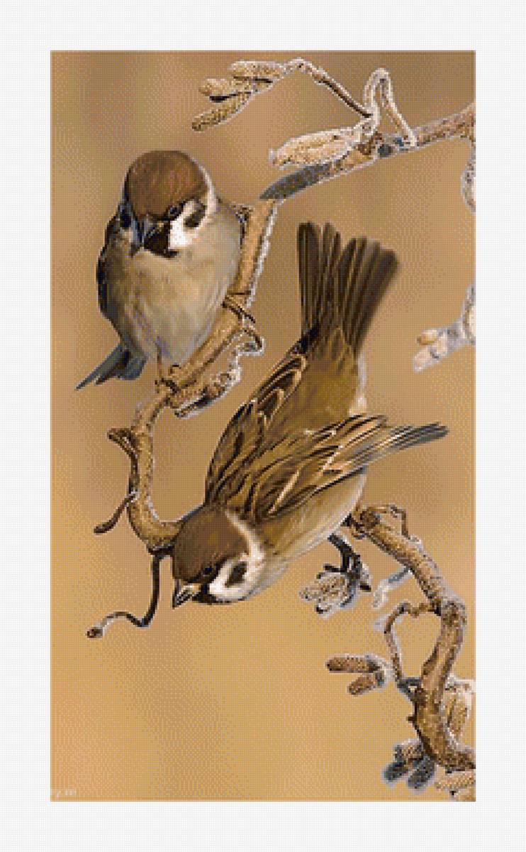 Воробьи. - птицы, воробьи, живопись - предпросмотр