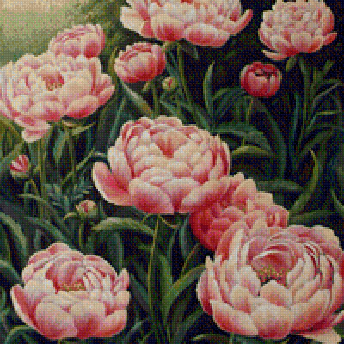 Пион - куст, растения, цветы, пион - предпросмотр