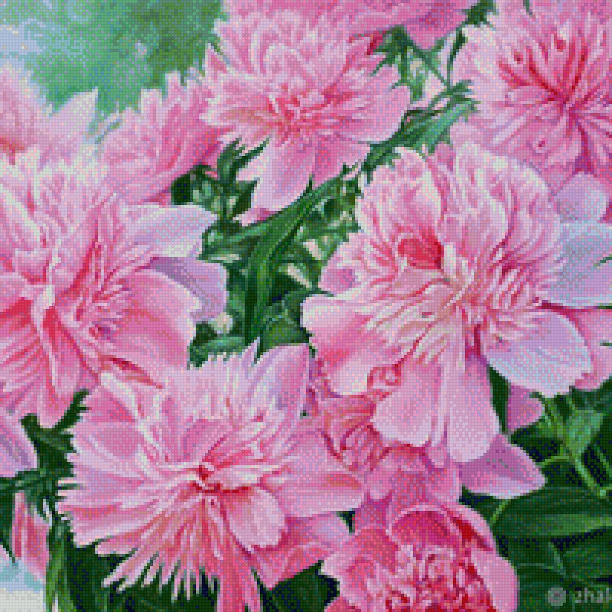 Пион - куст, растения, пион, цветы - предпросмотр