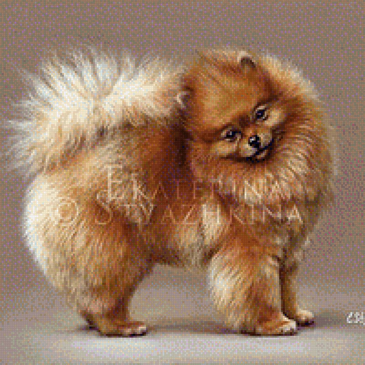 Померанский шпиц - собака, порода, домашние любимцы, померанский шпиц - предпросмотр