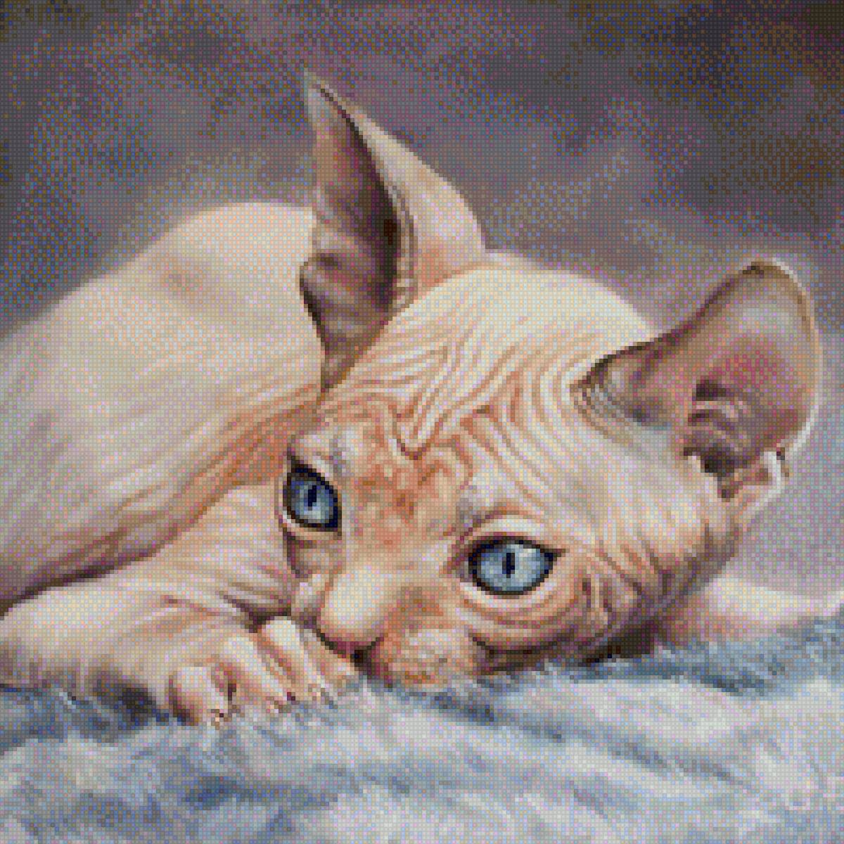 Кот Сфинкс - сфинкс, кот, порода. домашние любимцы - предпросмотр