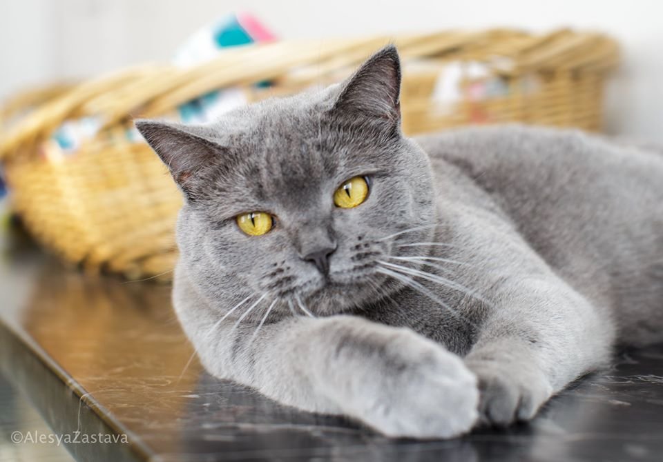 Британец - британец, кот, порода, домашние любимцы фото - оригинал