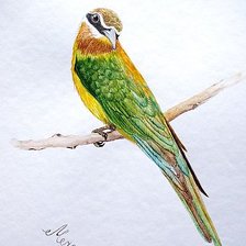 Схема вышивки «Пчелоед»