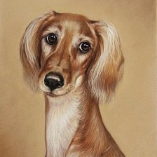 Схема вышивки «Салюки»