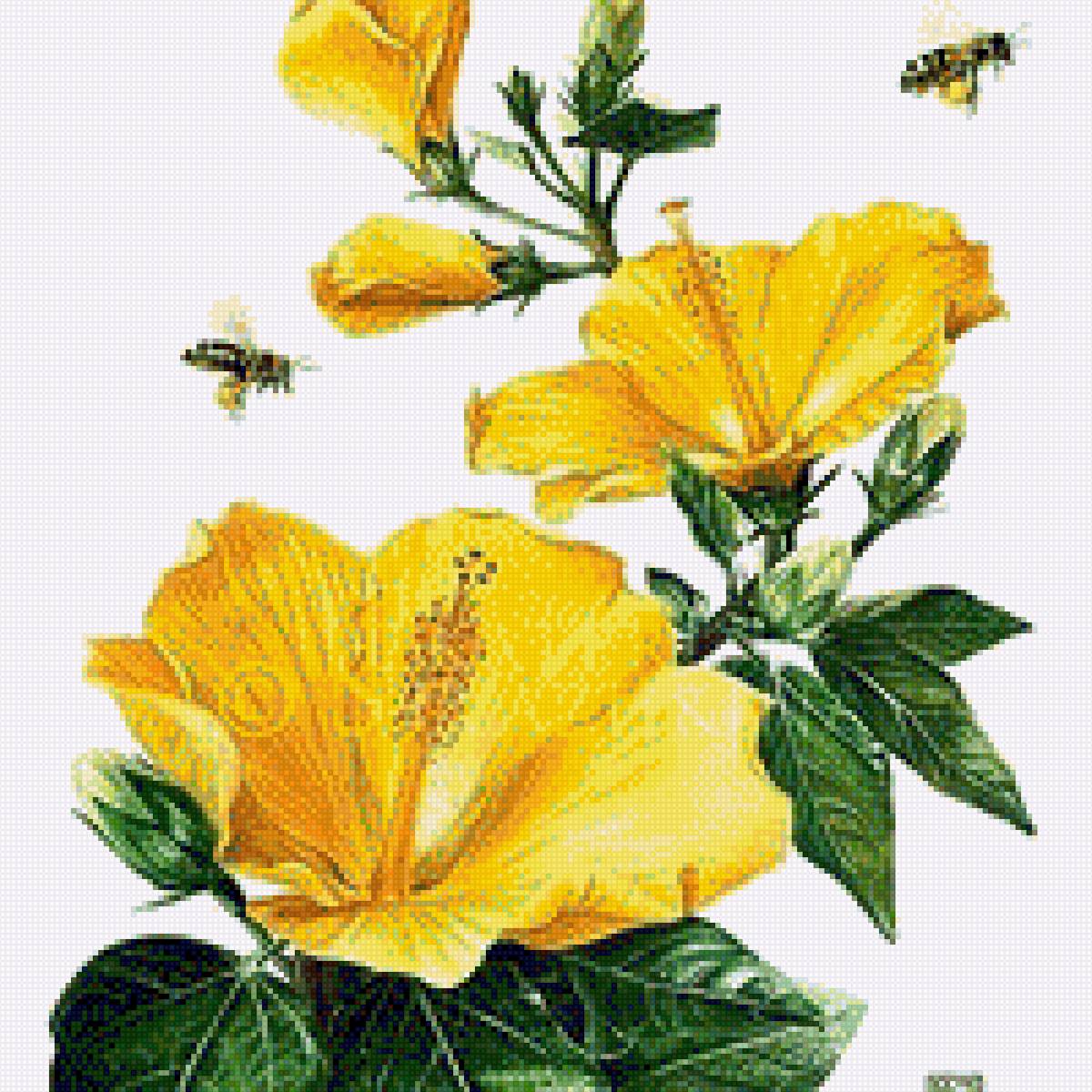 Мальва - растение, мальва, цветок, рожа, природа - предпросмотр