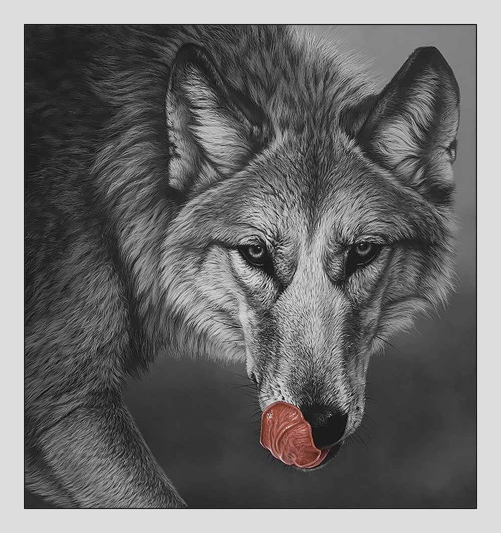 Волк. - волк, взгляд, живопись, хищник, животные - оригинал