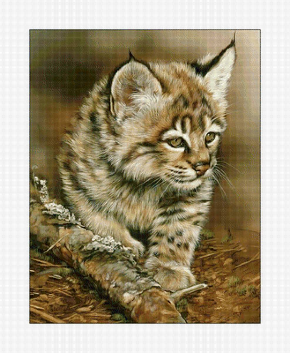 Рысёнок. - рысь, животные, хищники, живопись, котенок - предпросмотр