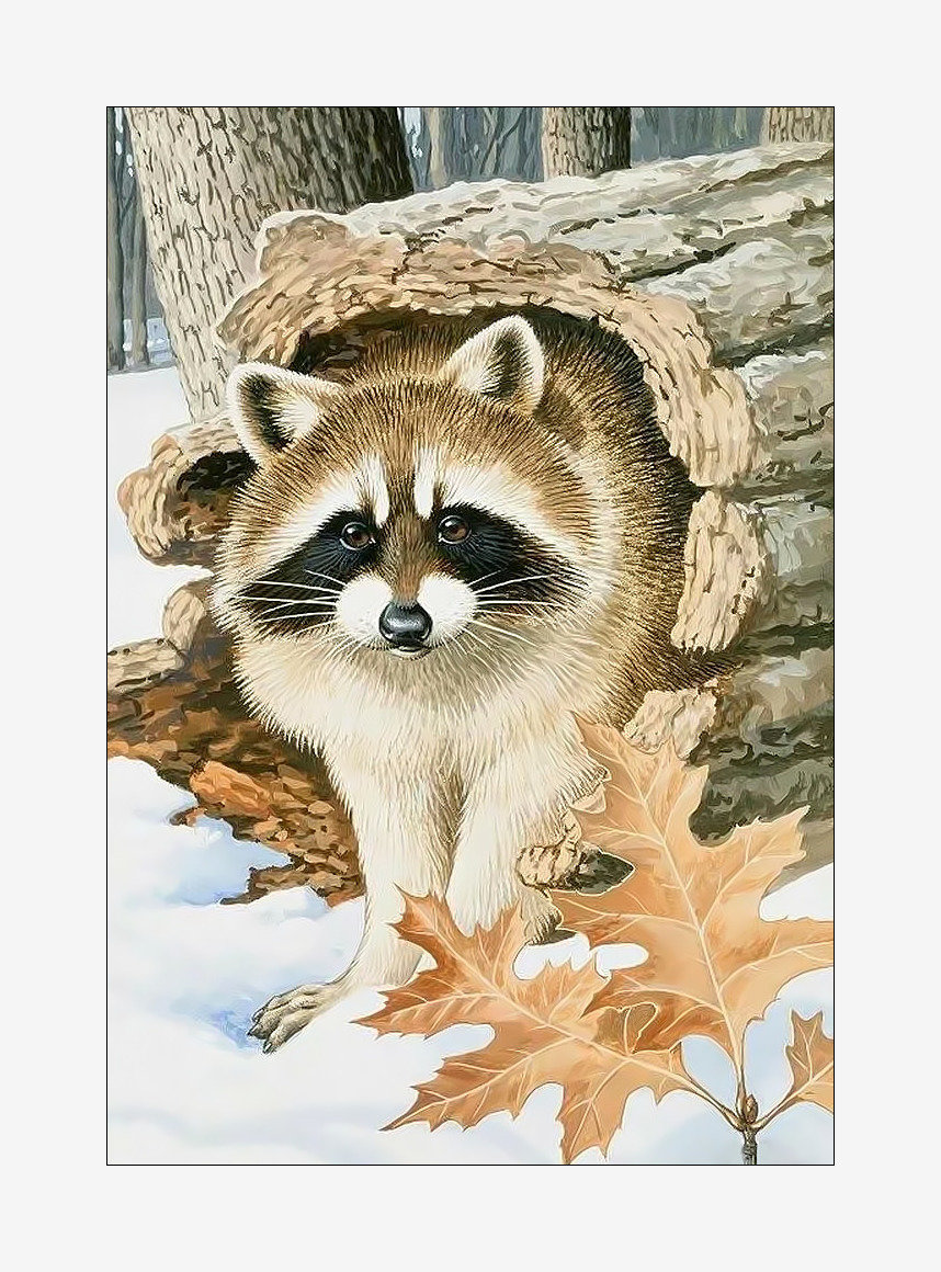 Енотик. - животные, хищники, енот, живопись - оригинал
