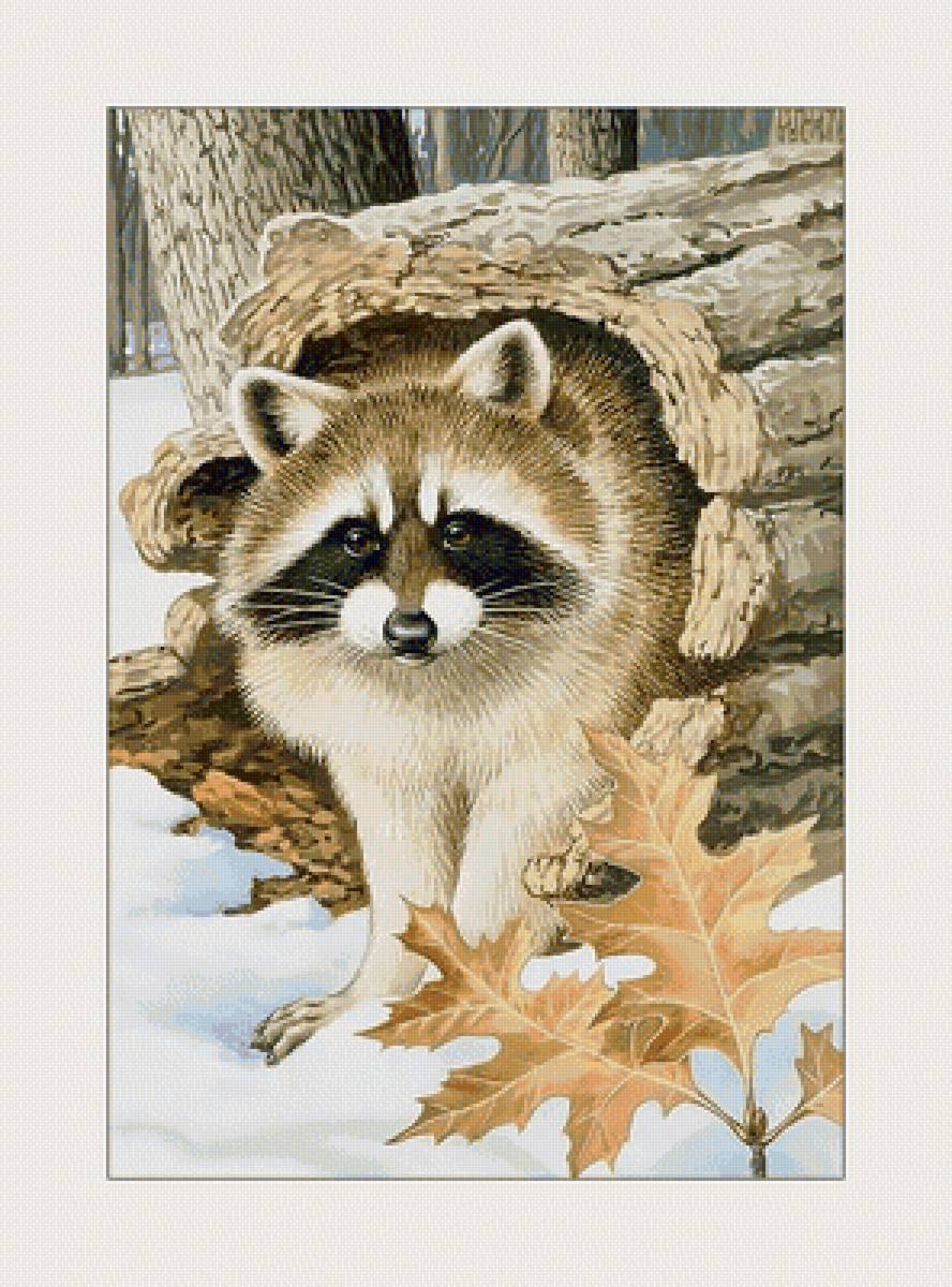 Енотик. - живопись, животные, енот, хищники - предпросмотр