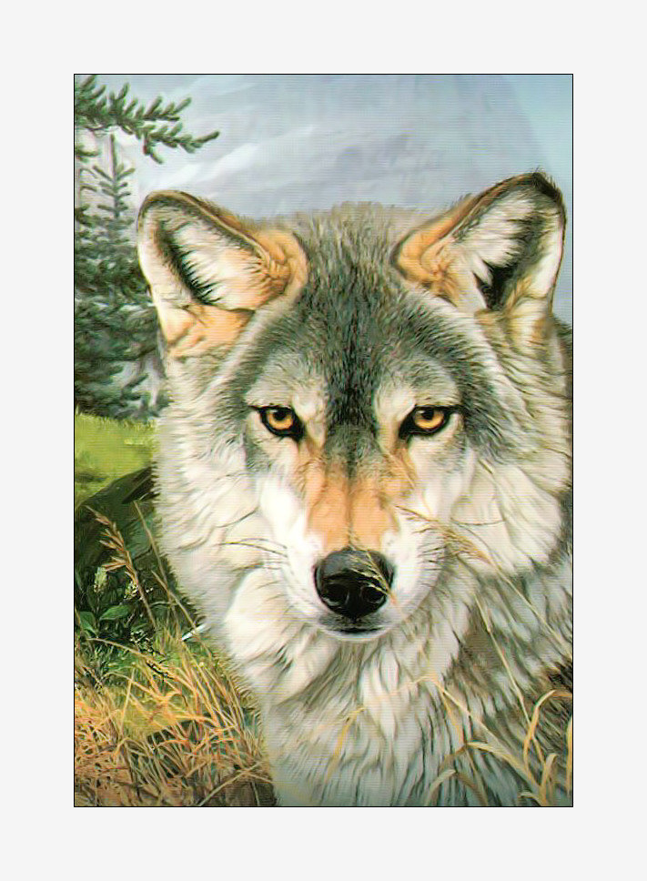 Волк. - хищники, животные, живопись, волк - оригинал