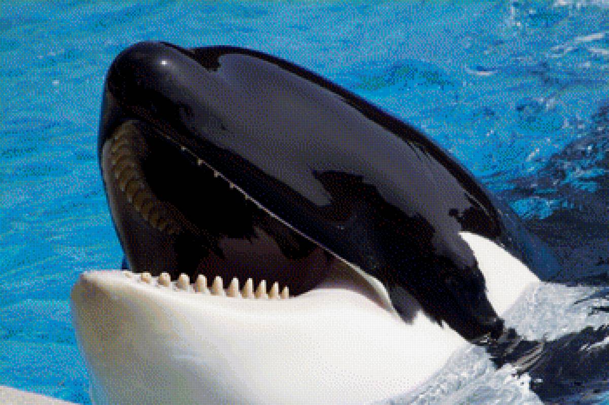 Касатка - предпросмотр