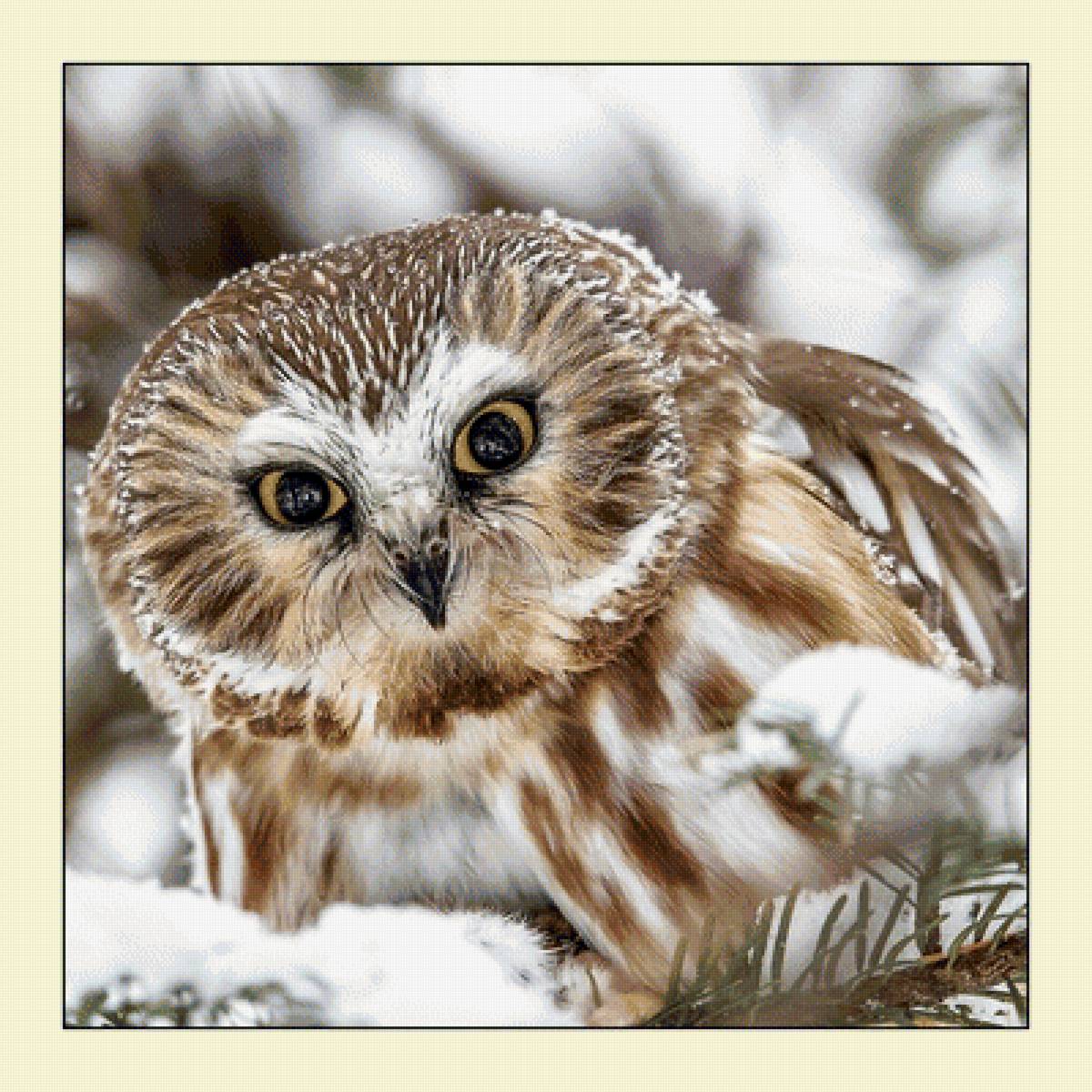 №2053333 - совы, птицы, животные - предпросмотр