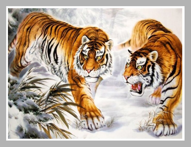 №2053355 - тигры, хищники, тигр, животные - оригинал