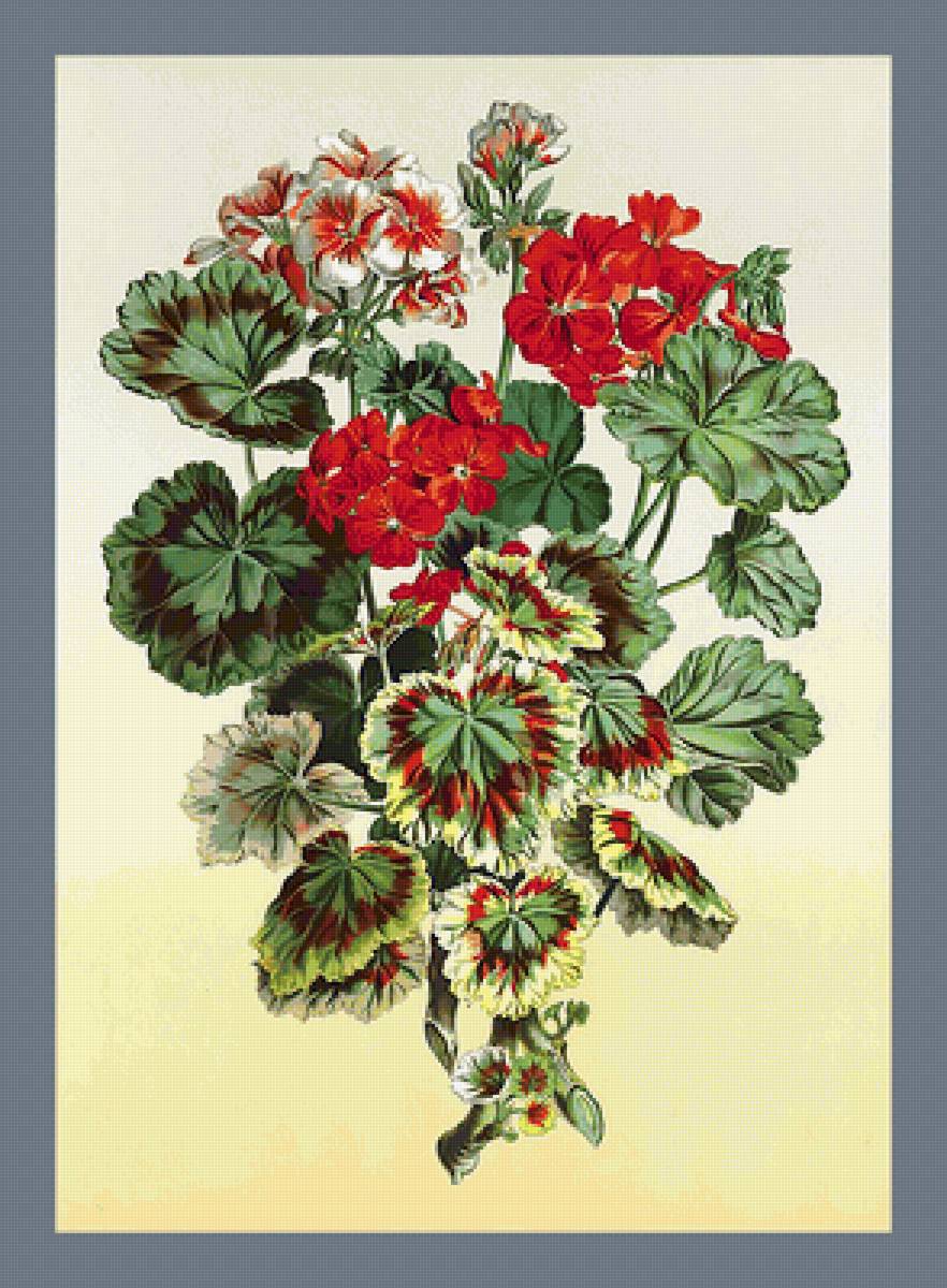 Серия "Цветы". Пеларгония - пеларгония, флора, цветы - предпросмотр