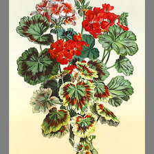 Оригинал схемы вышивки «Серия "Цветы". Пеларгония» (№2053554)