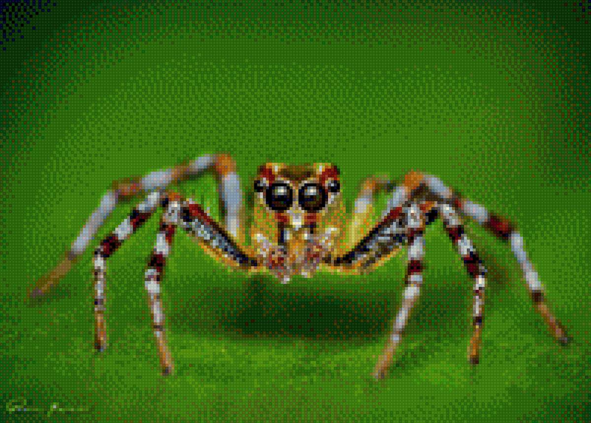 Паук - паук, насекомое, фото - предпросмотр