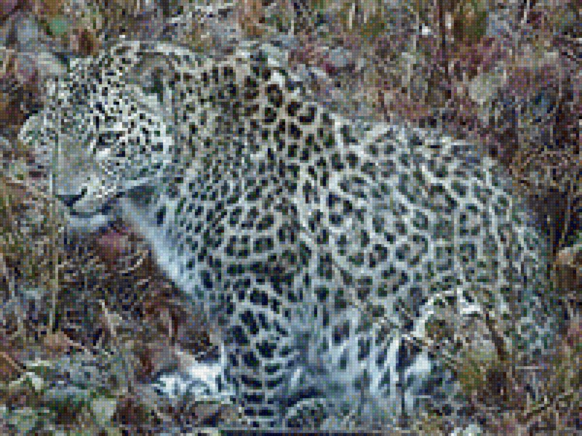 Леопард - природа, картина, дикое, животное, леопард - предпросмотр