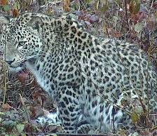 Схема вышивки «Леопард»