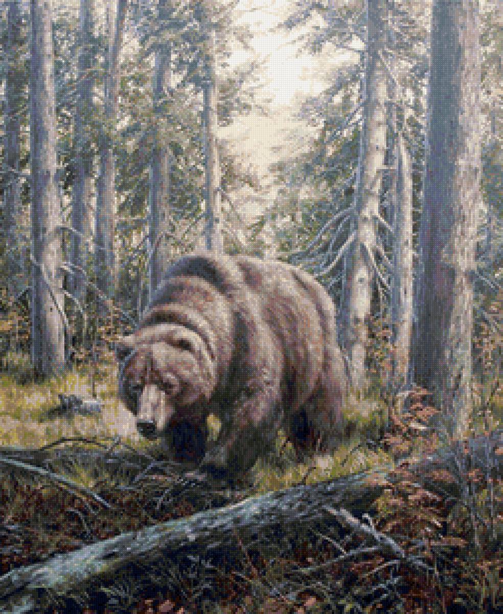 На медвежьей тропе - природа, лес, медведь, лето - предпросмотр