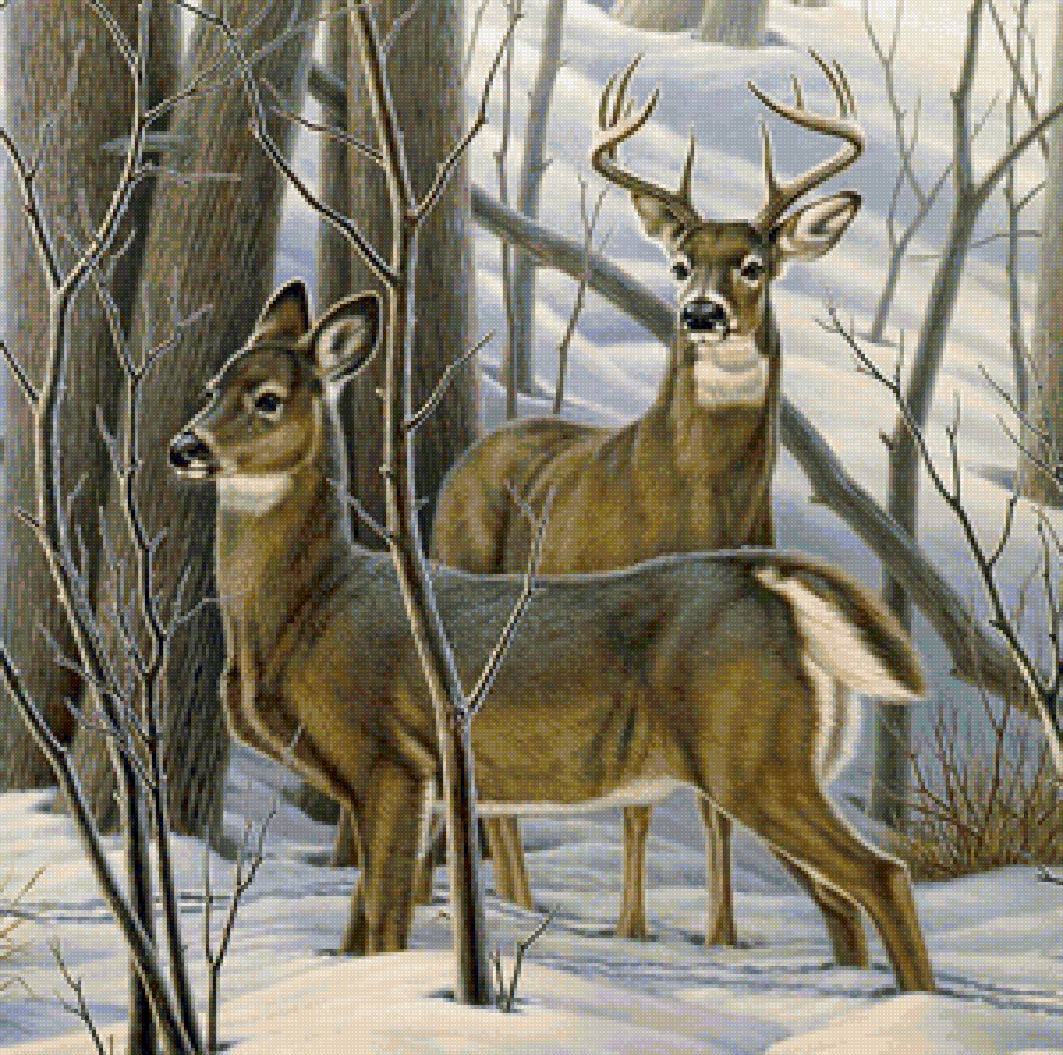 №2054138 - олени, зима, лес - предпросмотр