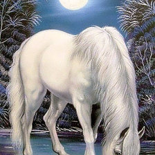 Белый конь и полнолуние