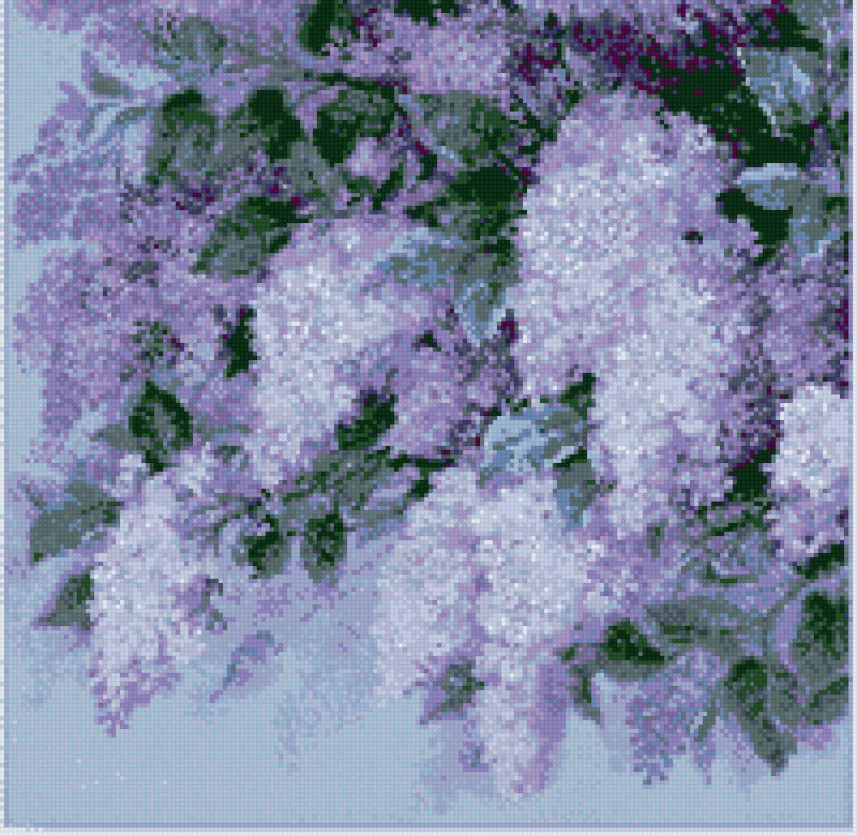 Сирень "Риолис" - риолис, цветы, сирень - предпросмотр