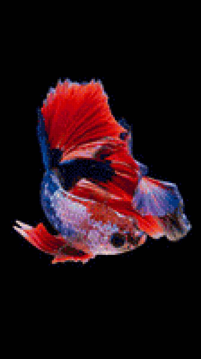 Рыбка петушок - петушок, рыбки, животные, аквариум. домашние любимцы - предпросмотр