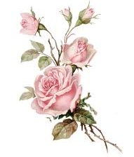 Схема вышивки «Дикая роза»