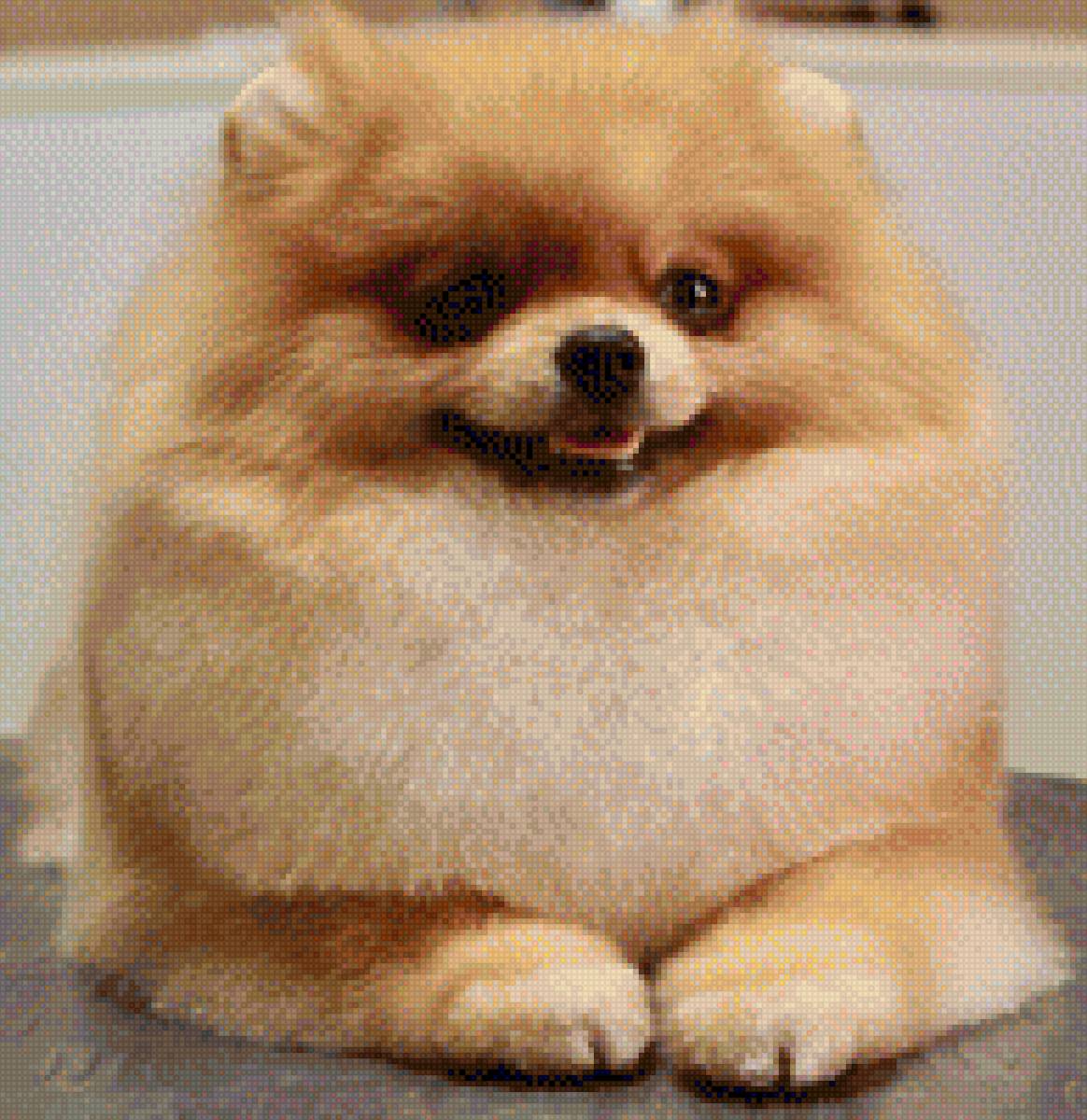 шпиц - предпросмотр