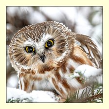 Схема вышивки «№2055271»