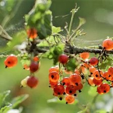 Схема вышивки «№2055288»