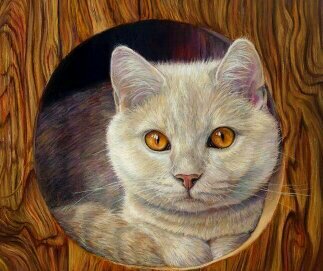 Котик - кот - оригинал