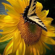 Схема вышивки «№2055727»