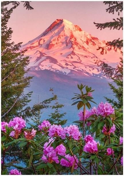 Закат в горах - пейзаж, цветы, природа, горы, закат - оригинал