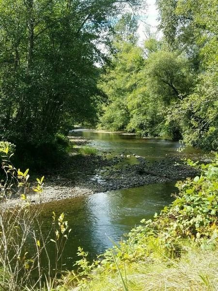 Лесная речушка - река, лес, природа, пейзаж - оригинал