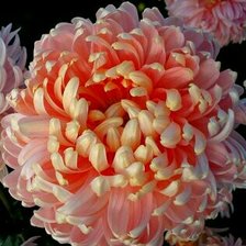 Схема вышивки «Цветок»