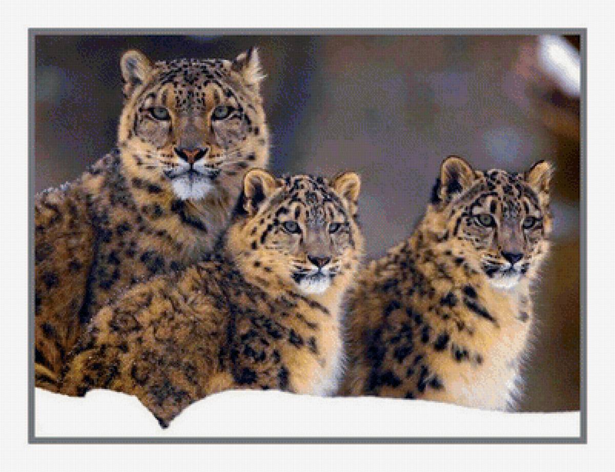 дикие - предпросмотр