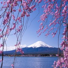 Схема вышивки «сакура1»