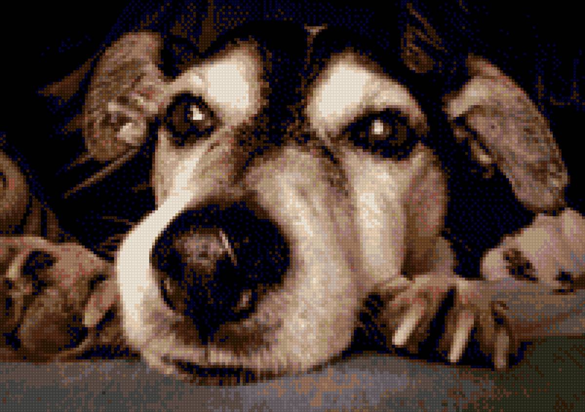 Собака - животные, собака - предпросмотр