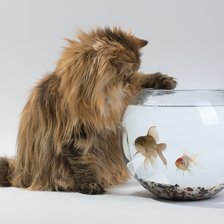 Схема вышивки «кот и золотые рыбки»