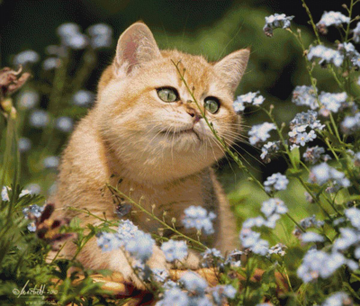 Интерес - предпросмотр